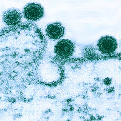 C型肝炎ウイルス